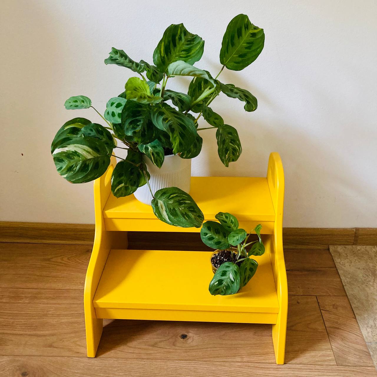 Maranta Beauty Kim