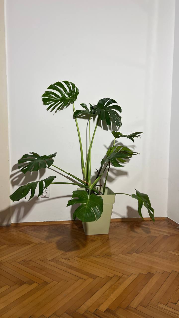 Monstera