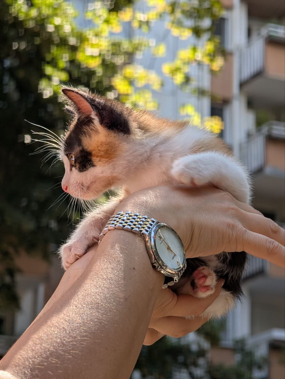 Котенок Риса (Люси) ищет дом