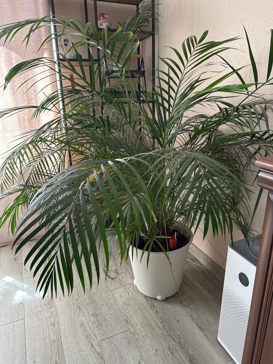 Palma Areka 160 cm