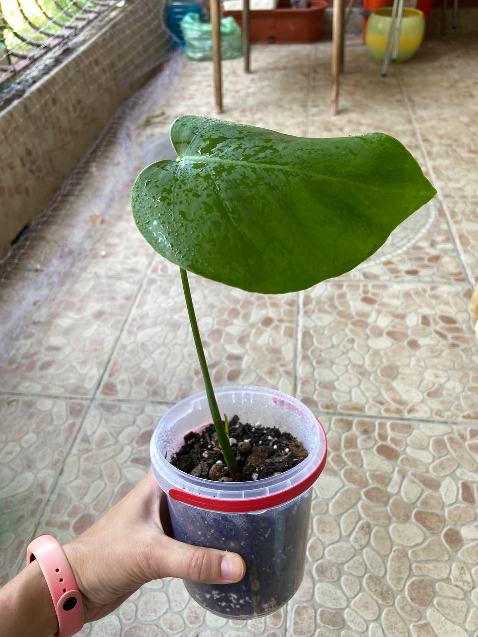 Monstera, ukorenjena 400rsd