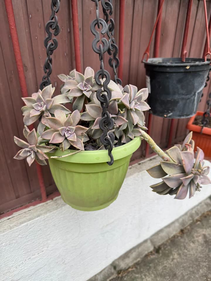 Суккулент