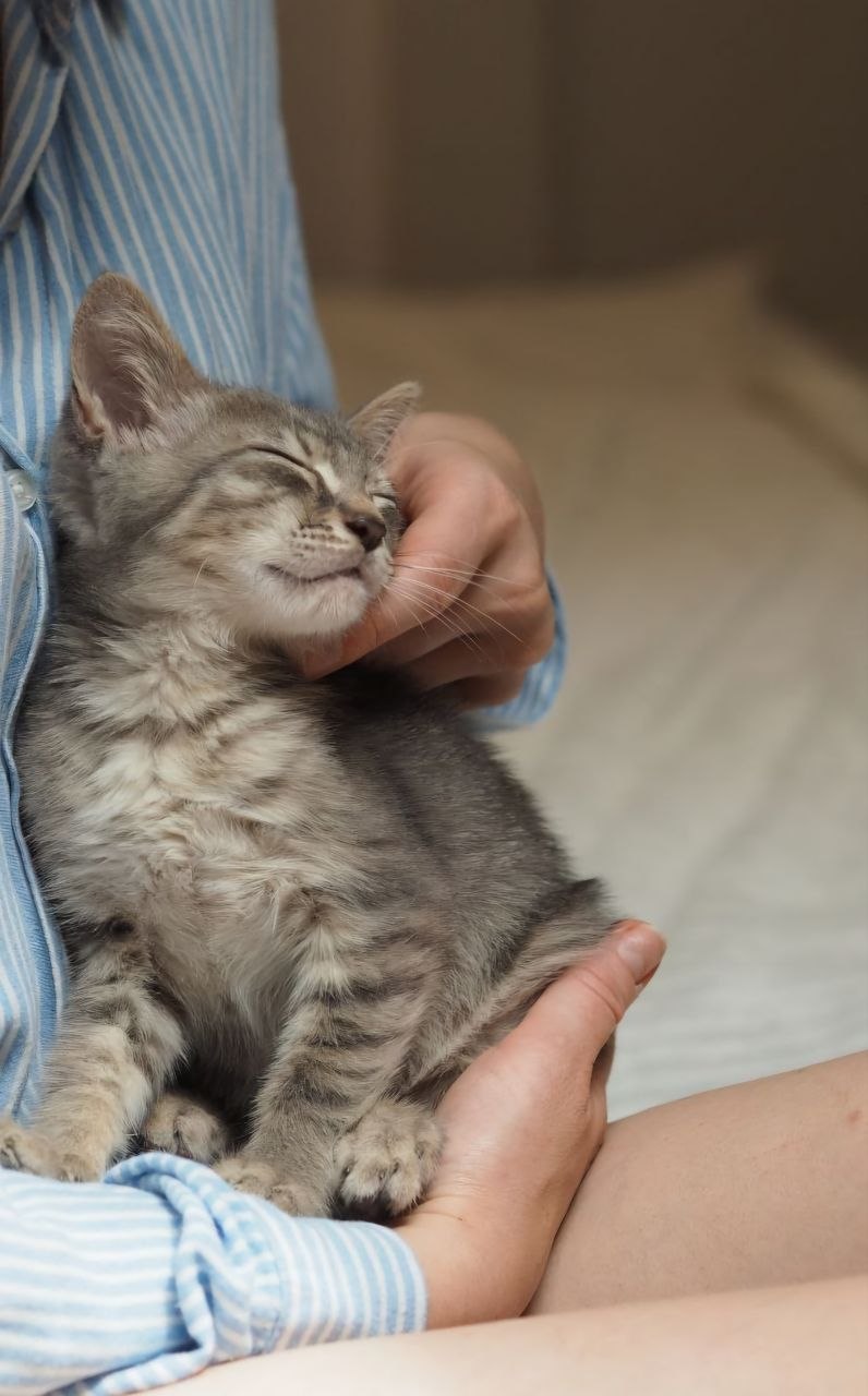 Котенок Лео в поисках семьи