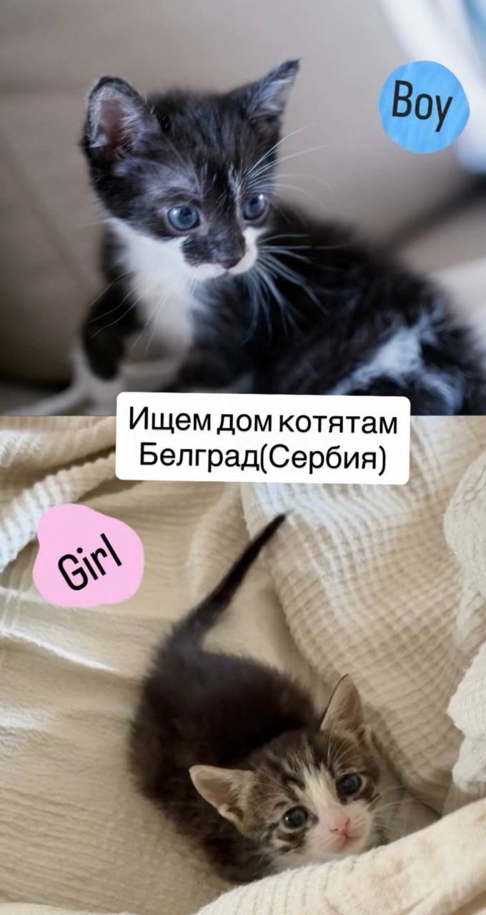 Ищу дом двум лично выкормленным котятам