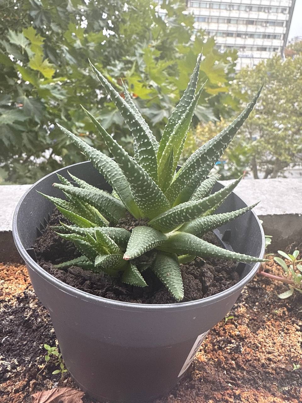 Продам суккулент