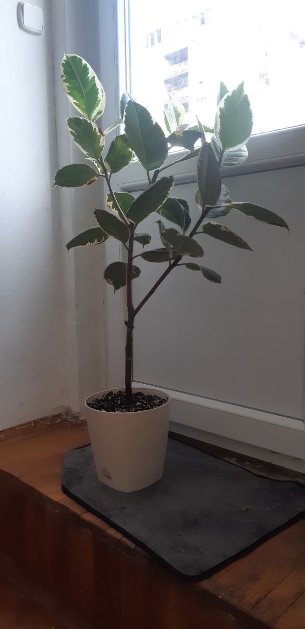 Ne mogu ovom lepotanu da nađem udobno mesto za boravak nakon preseljenja. Svuda je ili promaja