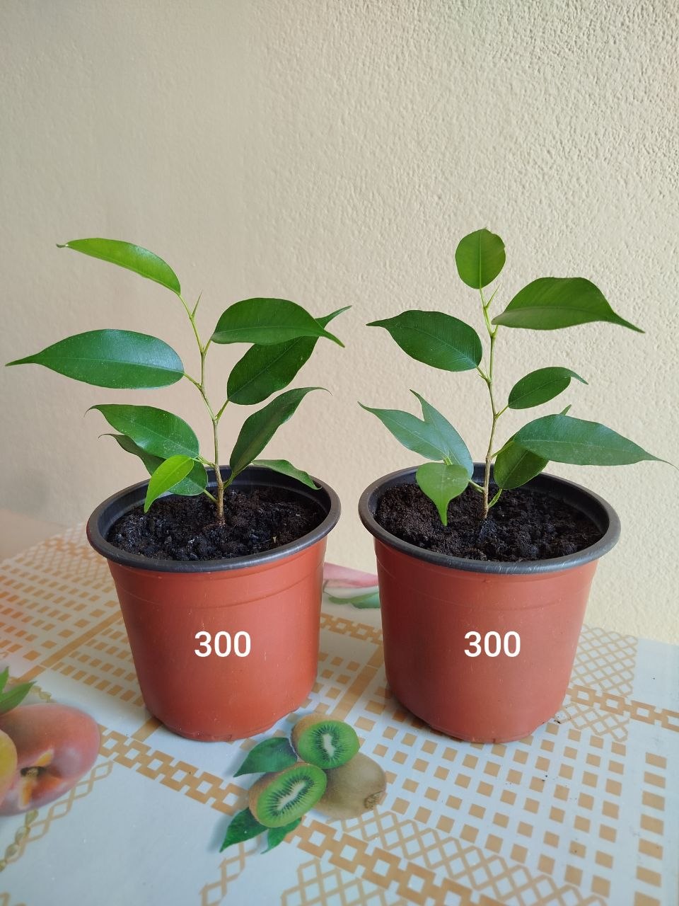 Фикус Бенджамина 300д/450д