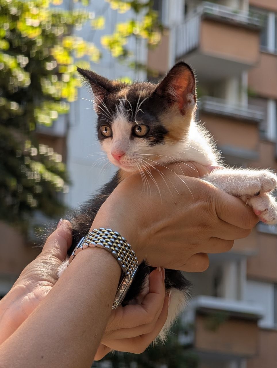 Котенок Риса ищет дом