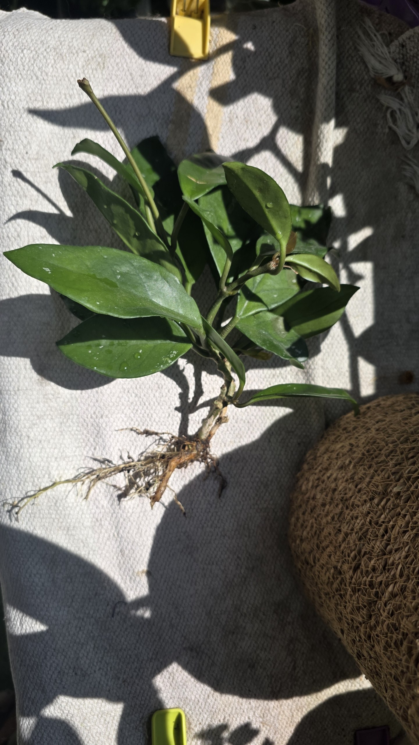 Hoya carnosa