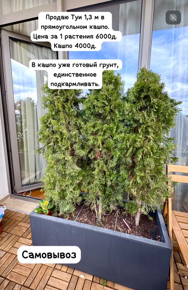 Продаю Туи в кашпо