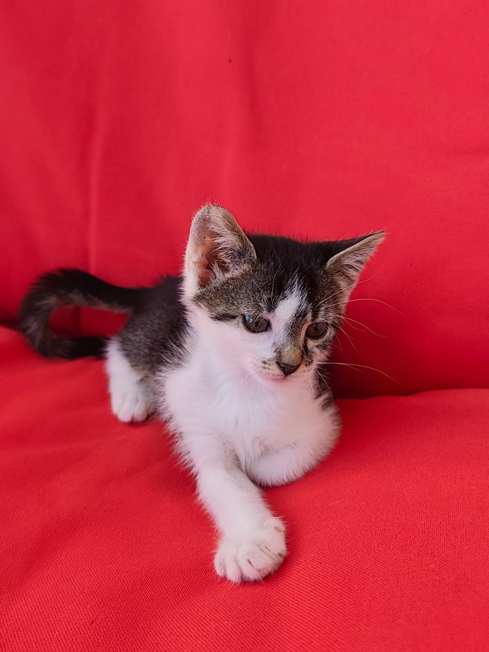 Котёнок ищет дом