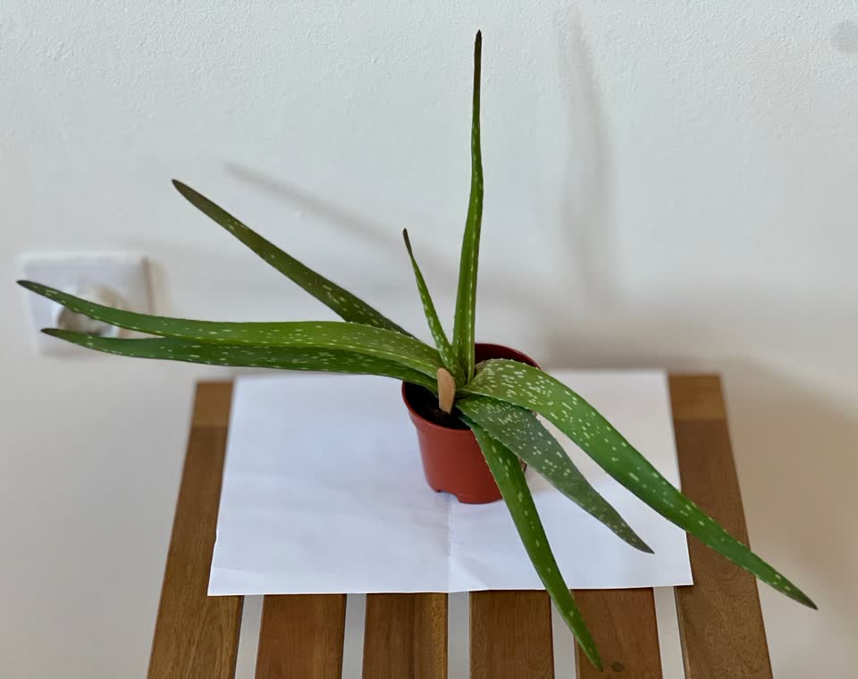 Два детёныша Aloe Vera ищут дом