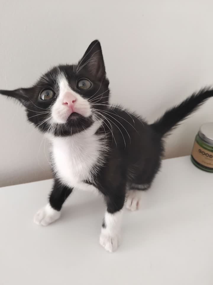 Котята, 2 девочки