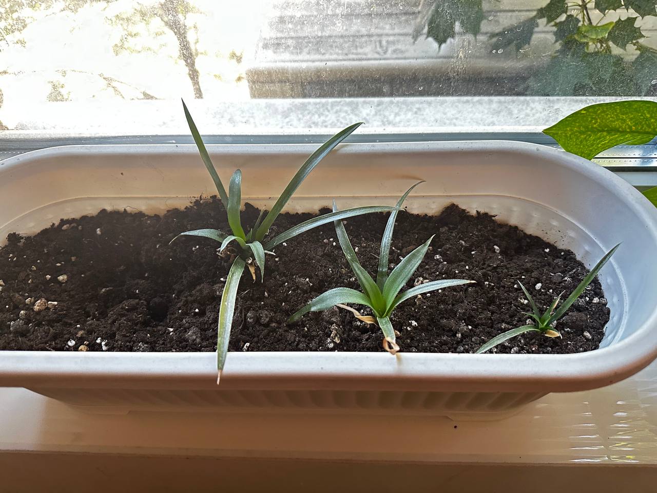plantacija dekorativnih ananasa