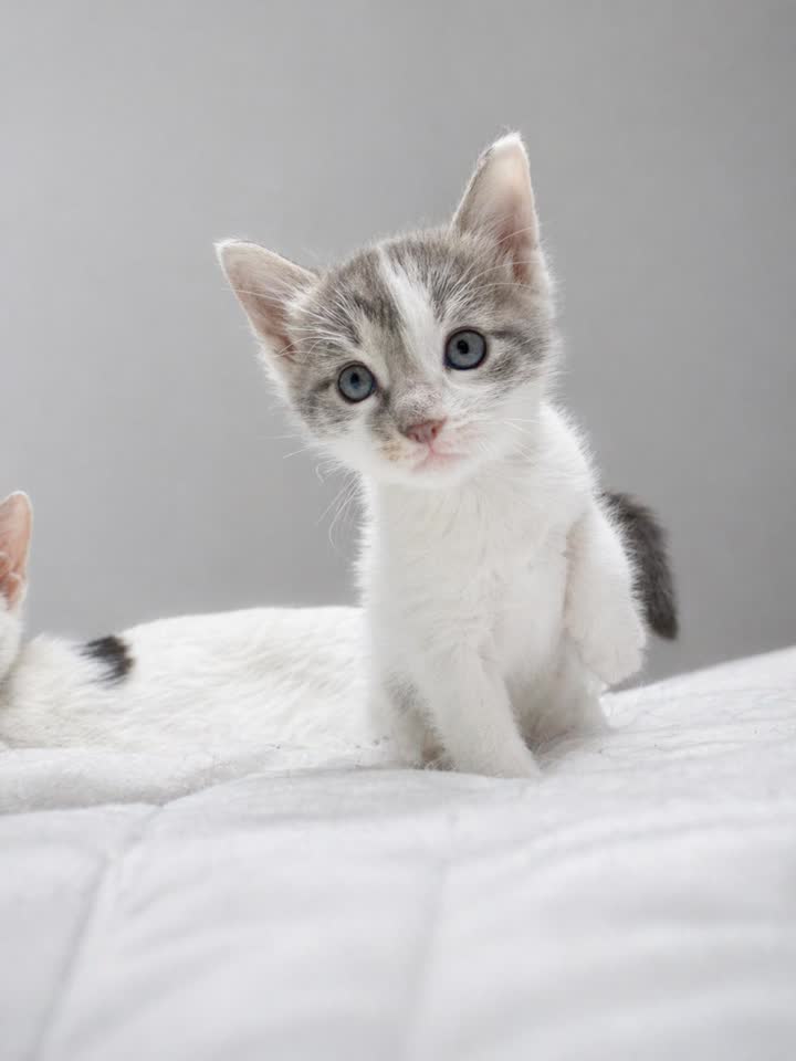 Ищу дом для котенка 5 недель