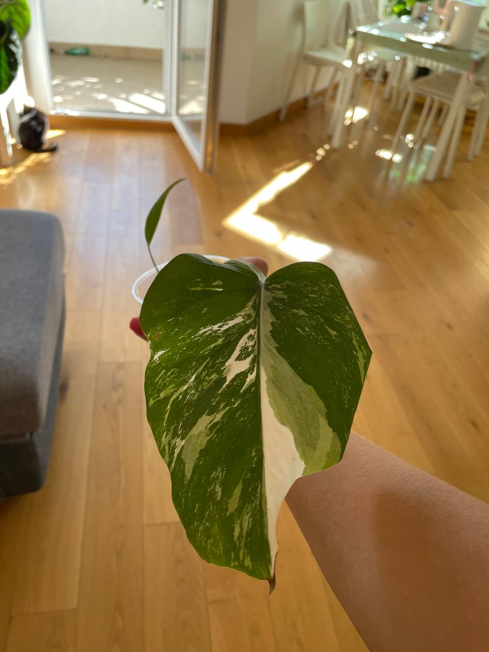 Monstera Alba