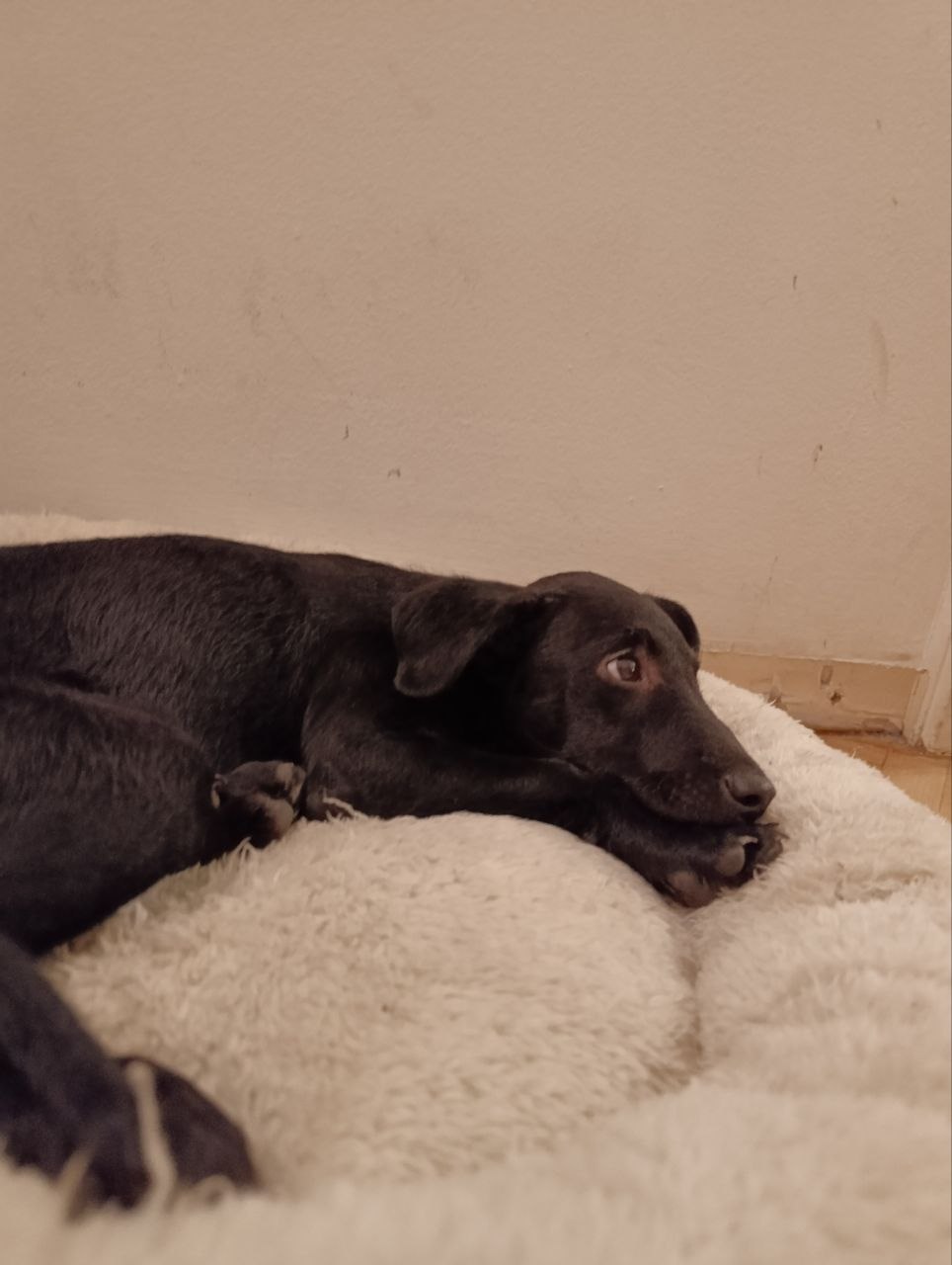 🐶 Ищем любящую семью для Црны ❤️