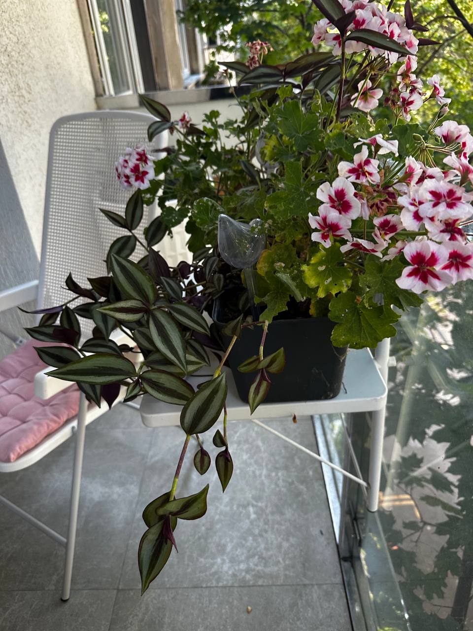 Cveće za balkon u visećim saksijama
