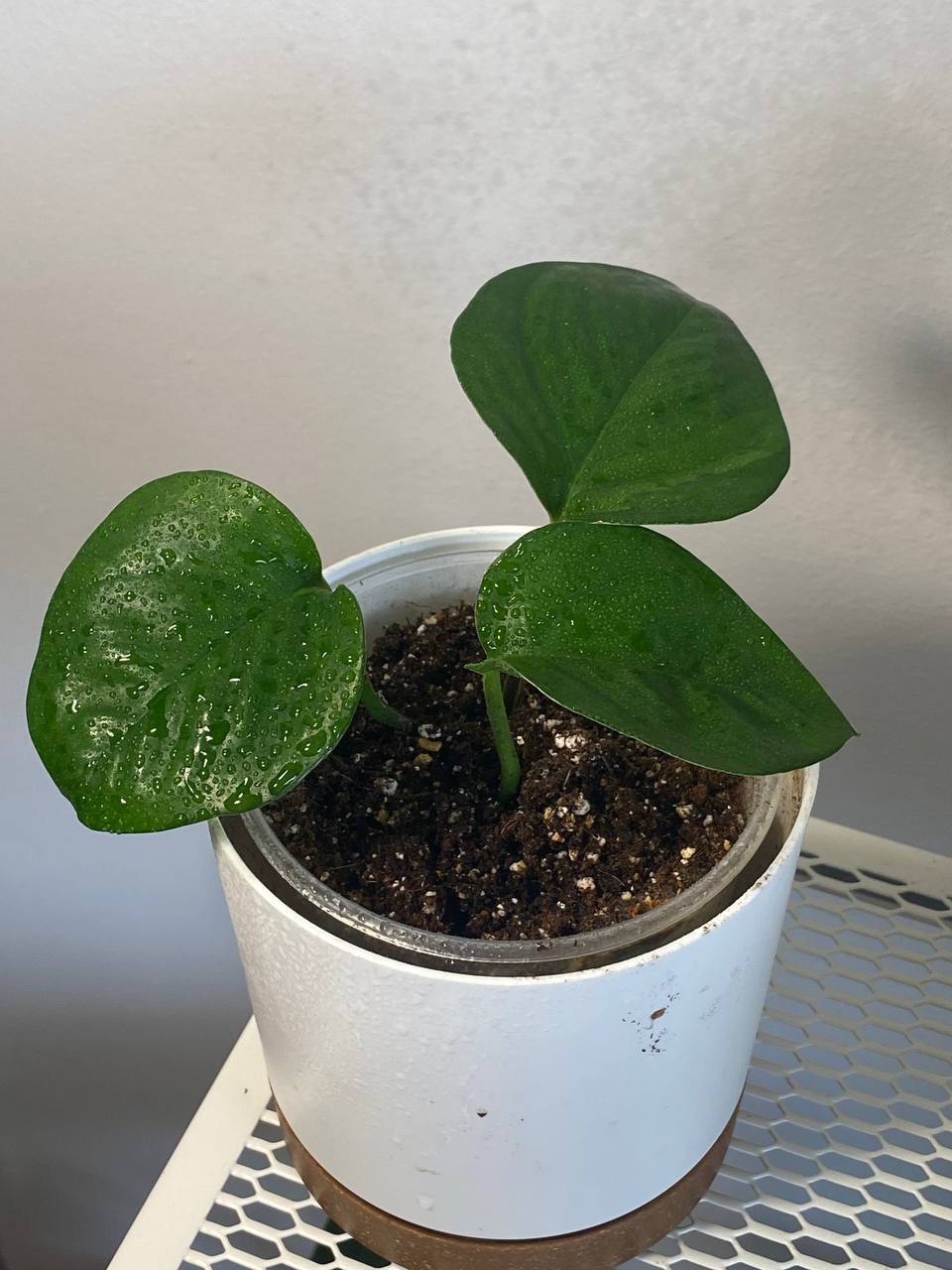 Epipremnumi