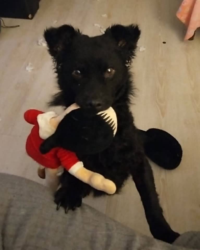 Помогаю кудрявой чёрной тучке (и её сербскому волонтёру) найти дом 🐶