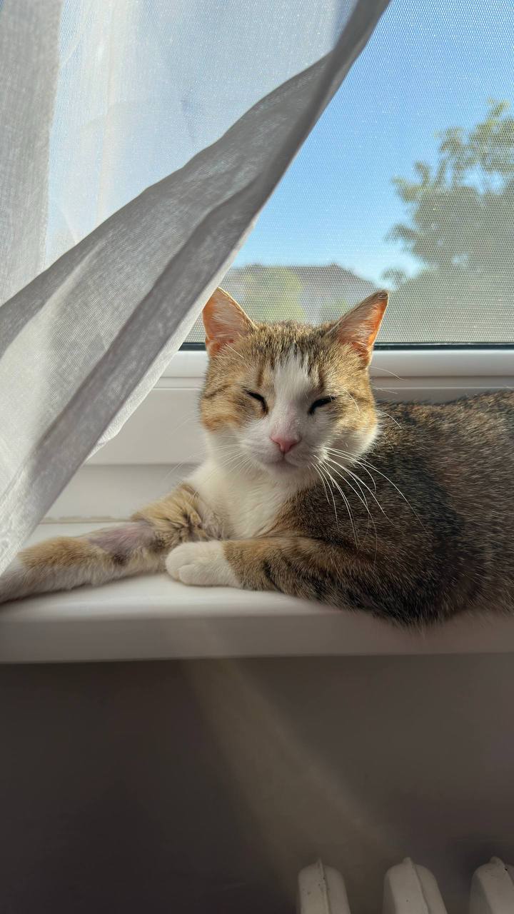 🐾 Фасолька ищет дом