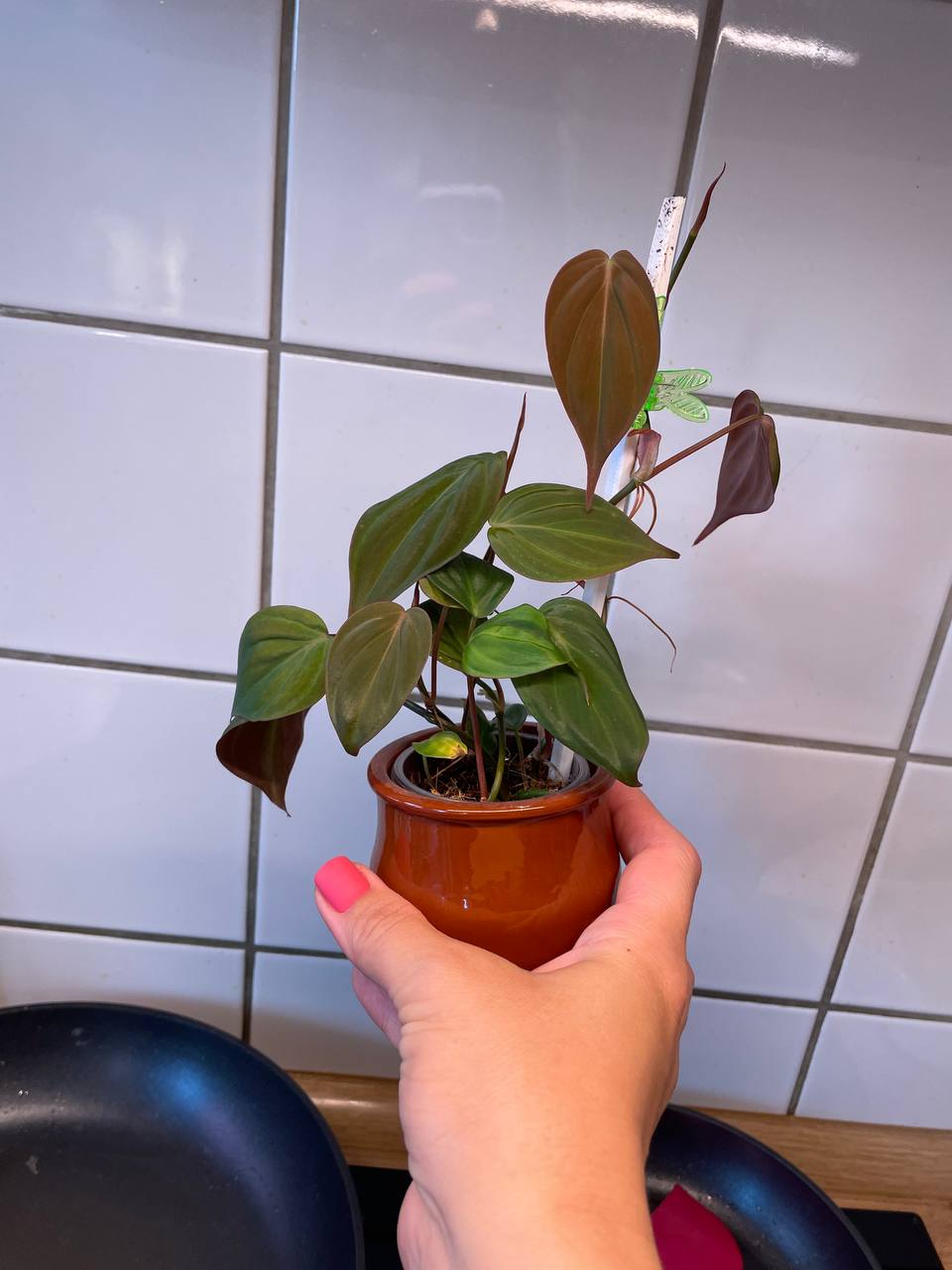 Philodendron Micans