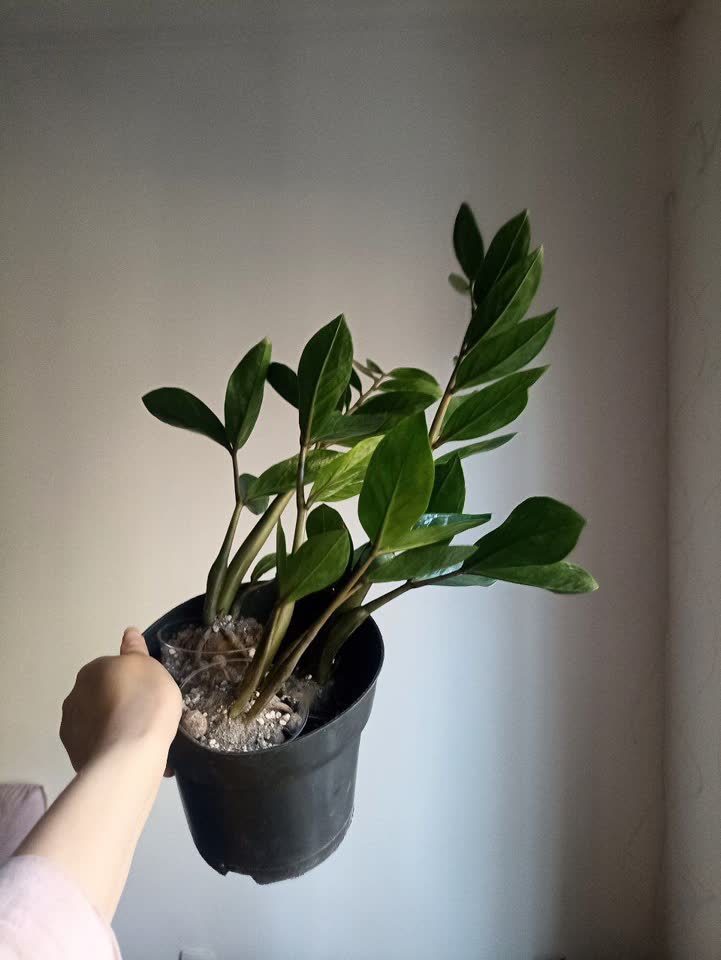 Продаю замиакулькас