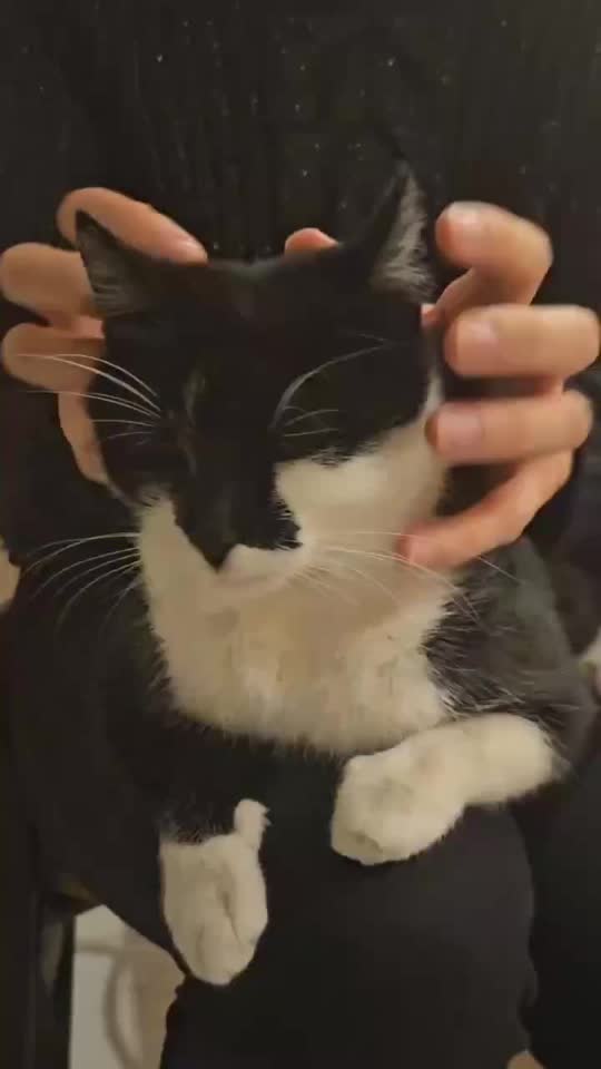 Шапица ищет дом 😻