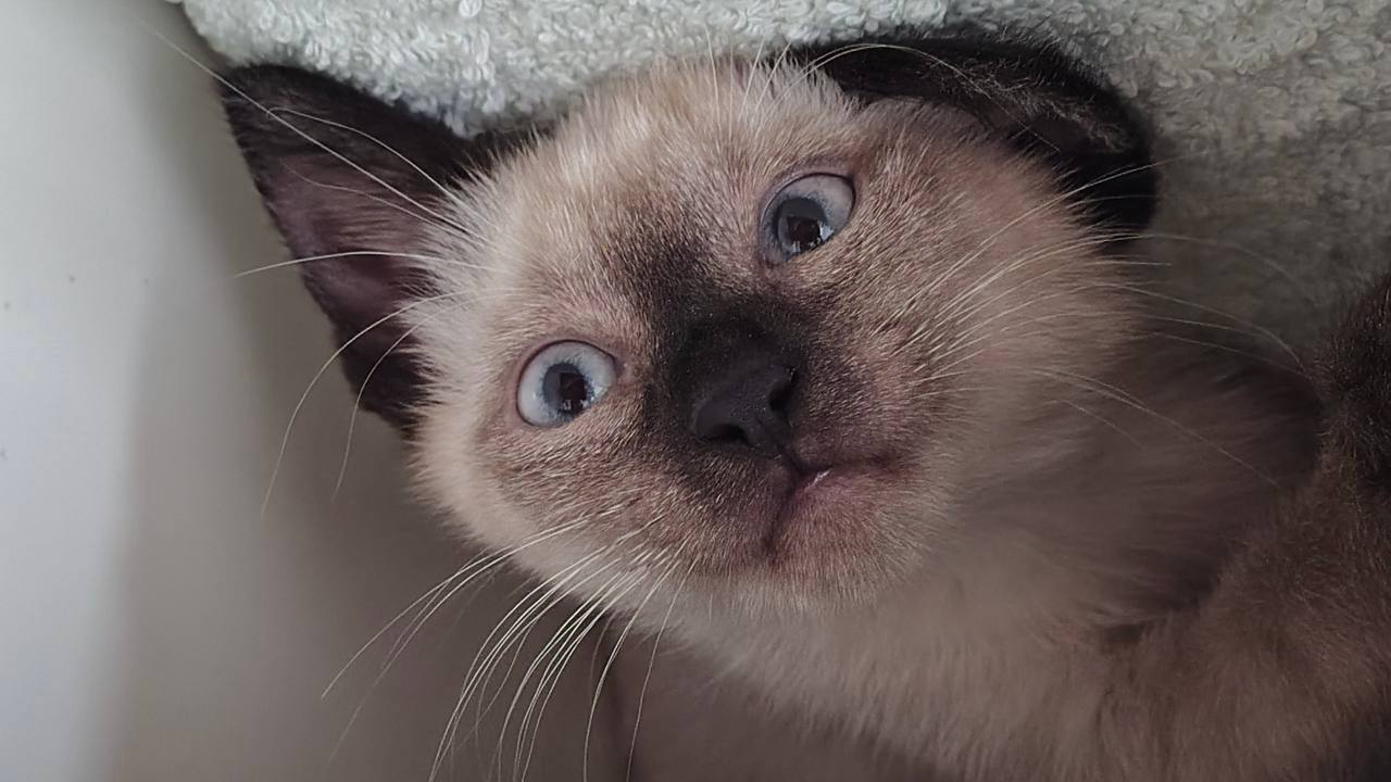 У нас не просто breaking, а heartbreaking news. Шуни не подошла удомителям, и ее возвращают,