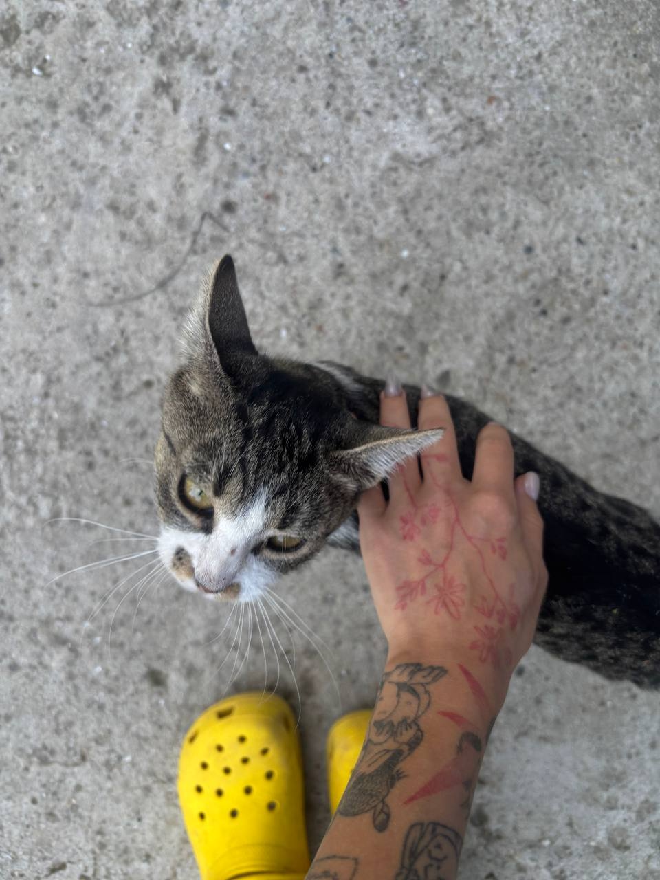Кошечка ищет дом