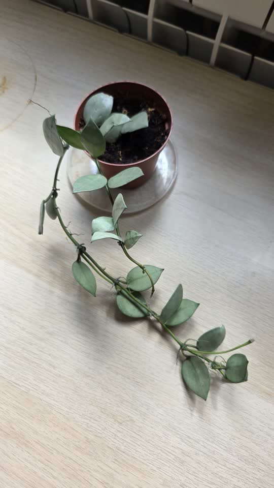 Hoya lacunosa Eskimo Silver