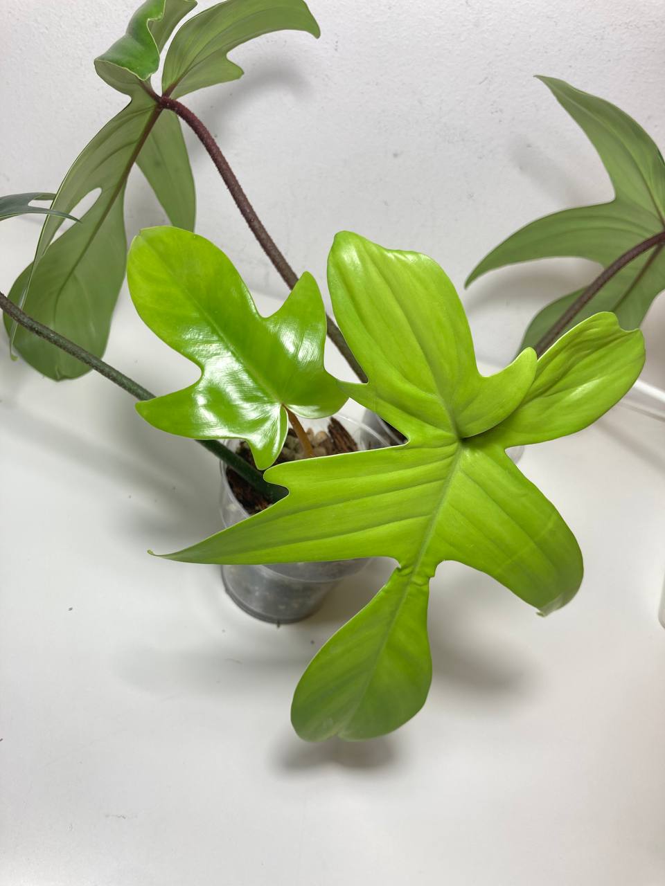 Philodendron Florida Beauty Green