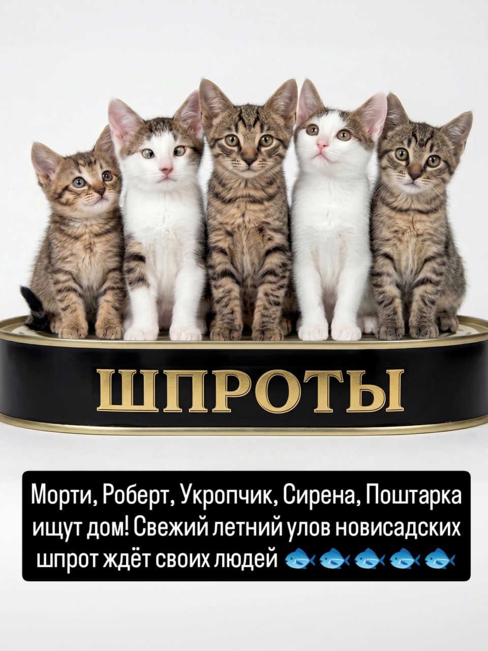 Новисадские шпроты натуральные в шерсти ищут своих людей