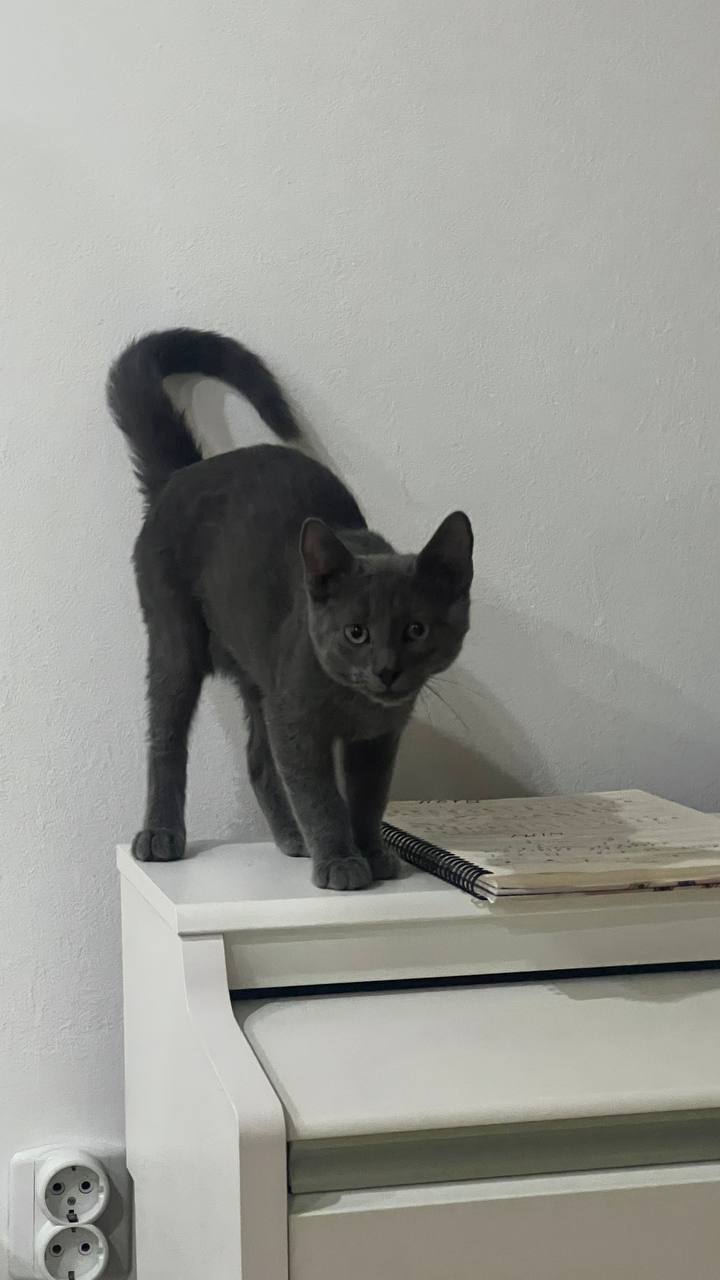 Ищем дом для котёнка