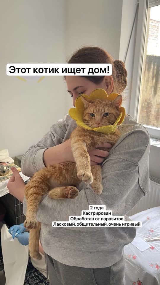 Рыжич ищет дом!