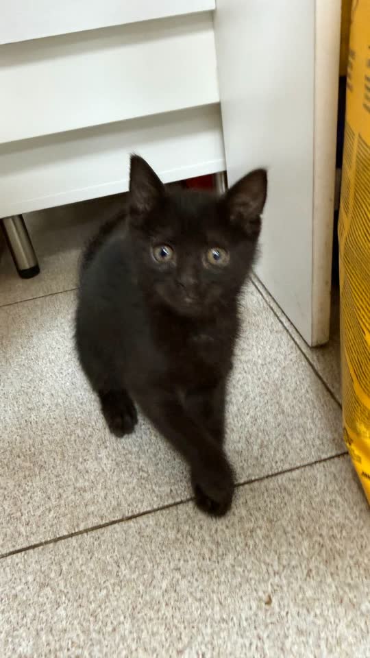 Ищем дом для котёнка