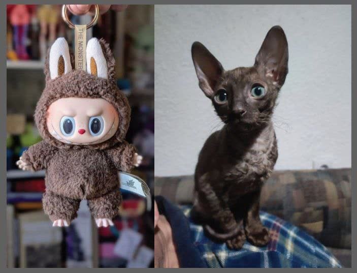 Котики лабубу