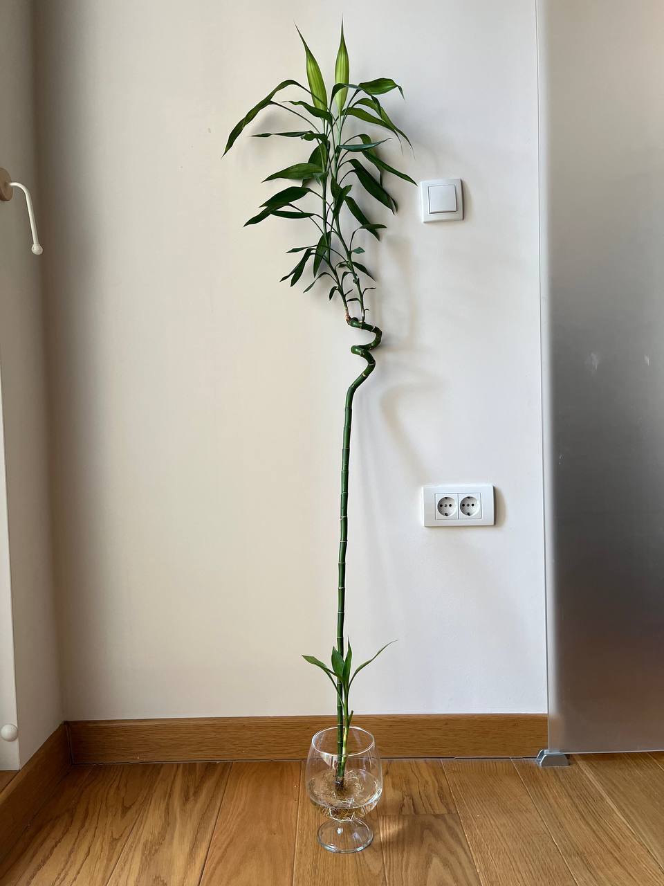 Драцена сандериана / бамбук / Lucky Bamboo