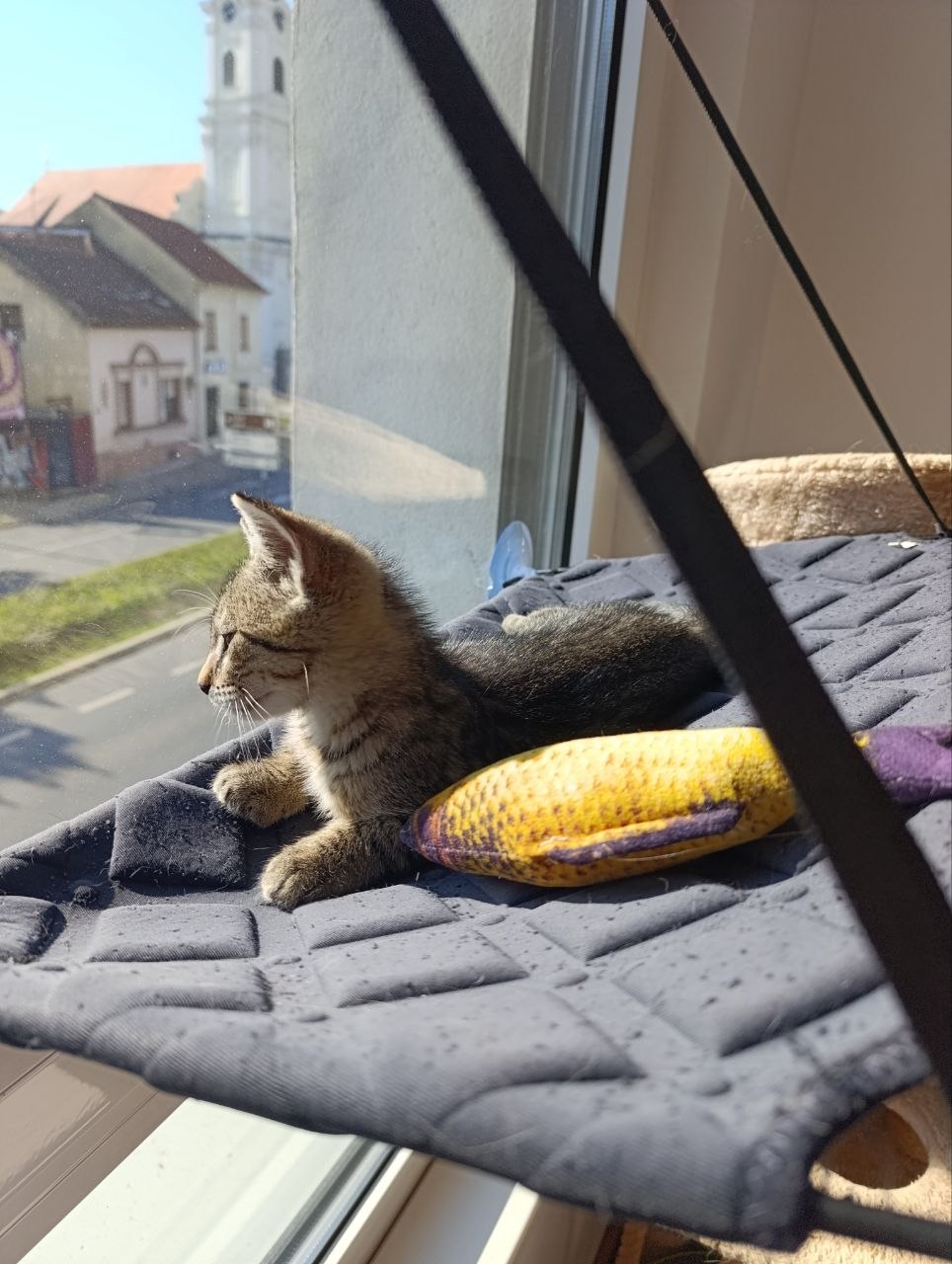 Poštarčica traži mačje roditelje!