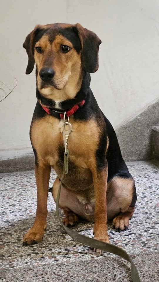 Лукас ищет дом🐾