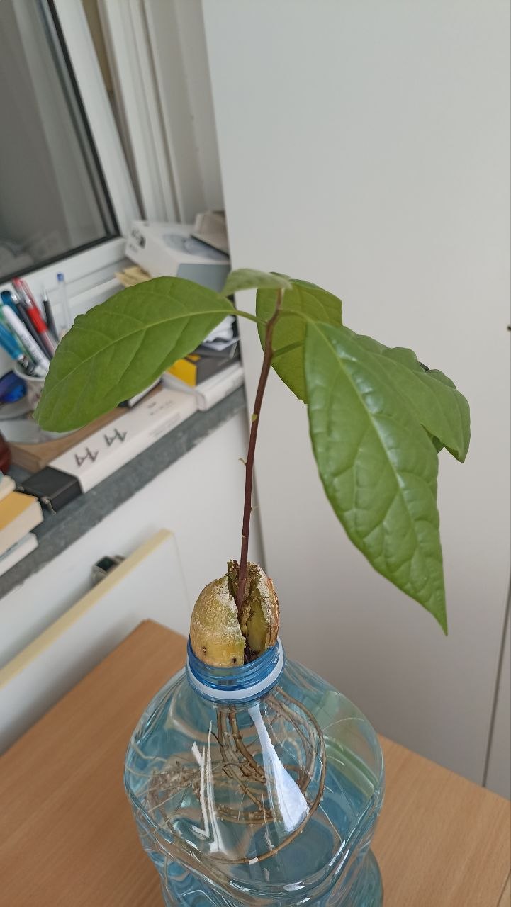 Poklanjam avokado