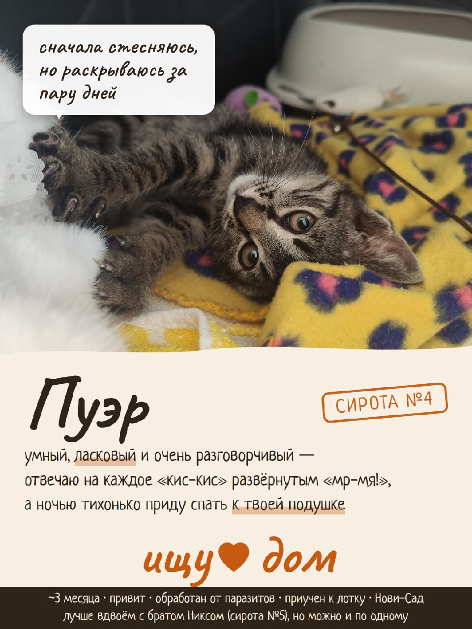 Пуэр и Никс — будущие дети, котята в добрые руки