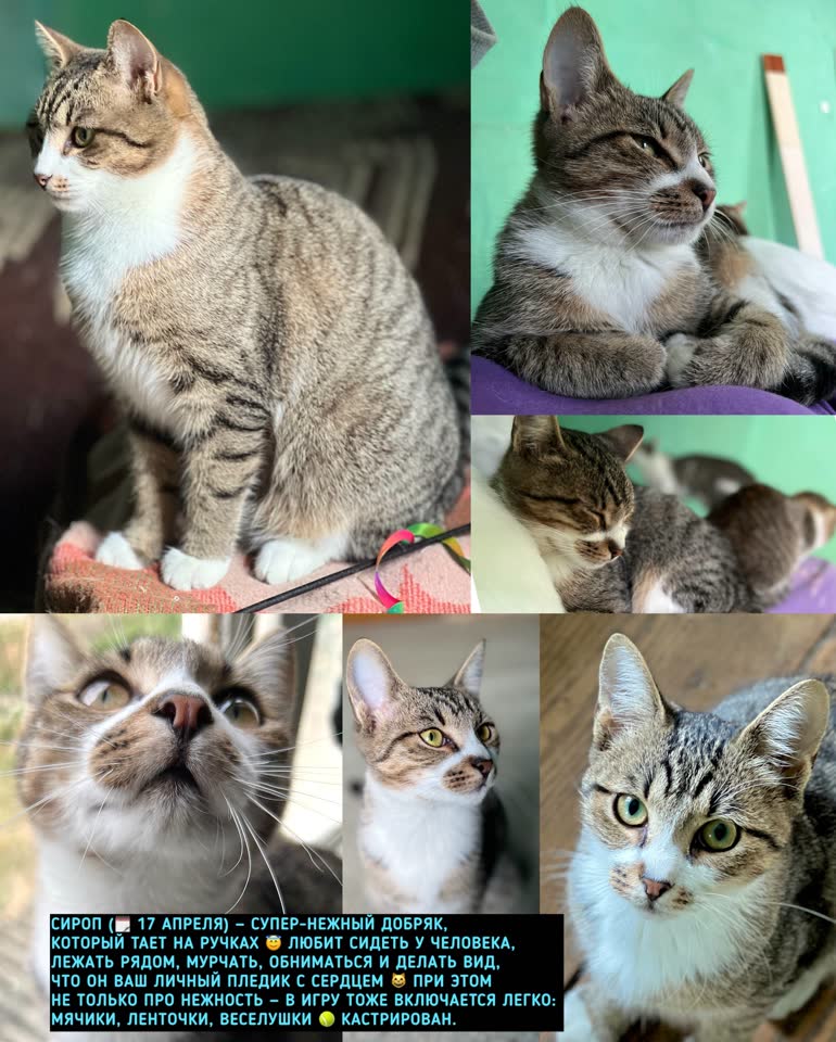 🏡 КОТЯТА ИЩУТ ДОМ