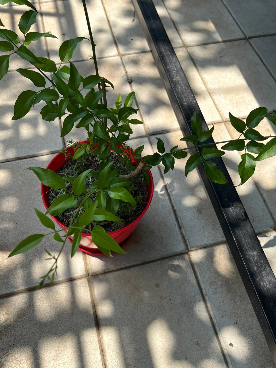 Višecvetni jasmin