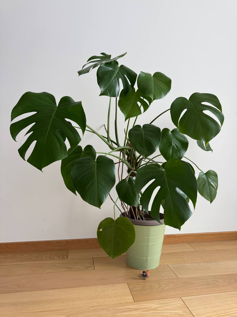 Monstera Deliciosa 115 cm