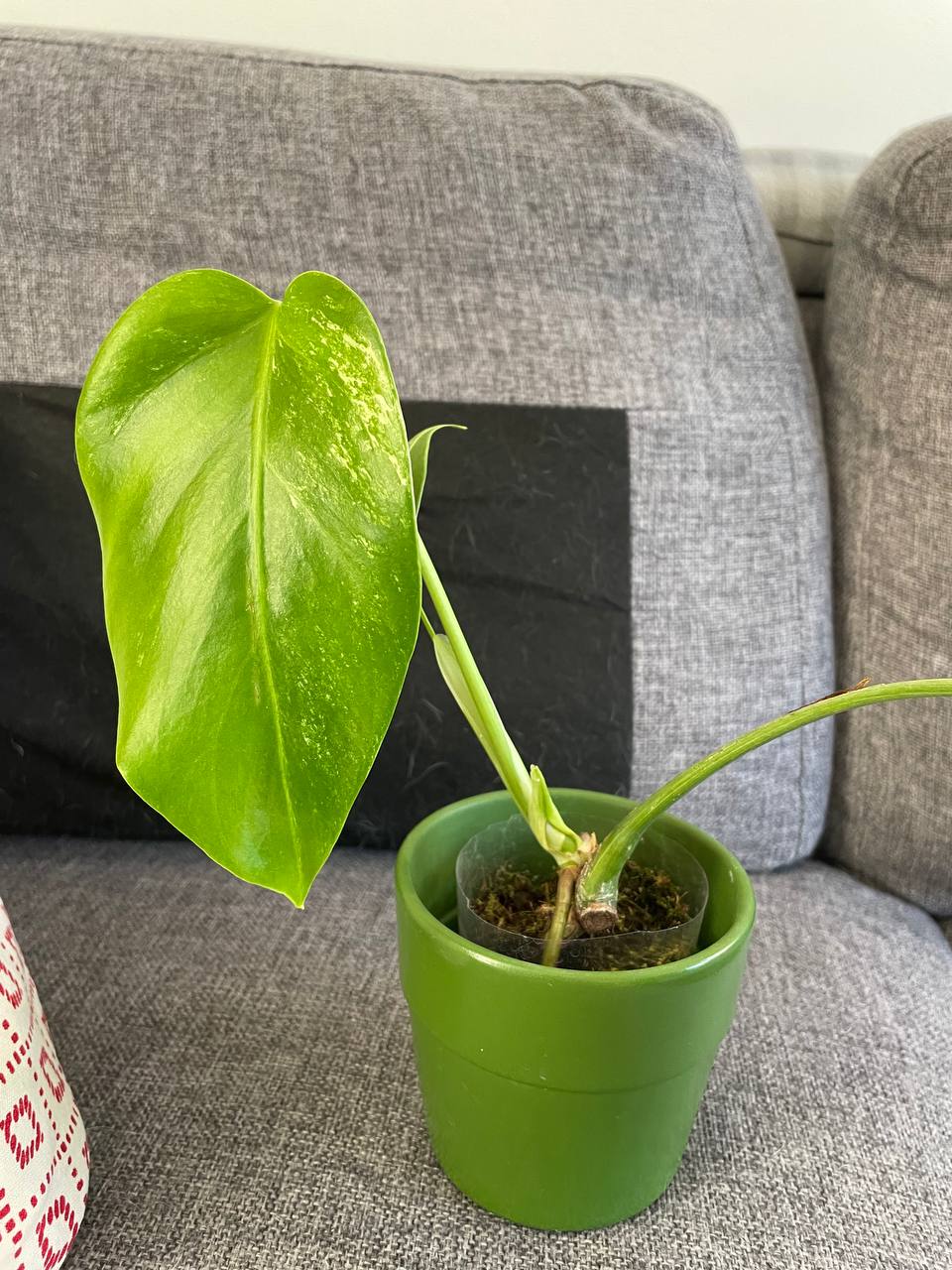Monstera Alba