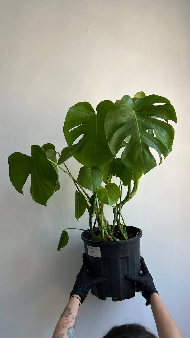 Monstera