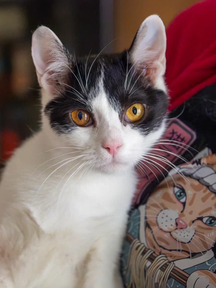 Рюк ищет дом 😻