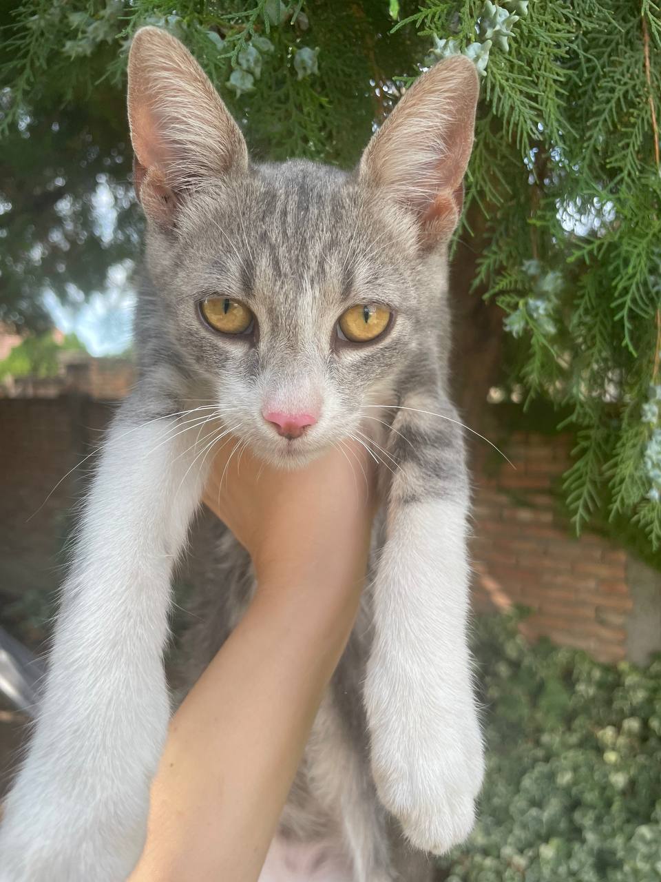 Котенок Милевой ищет дом