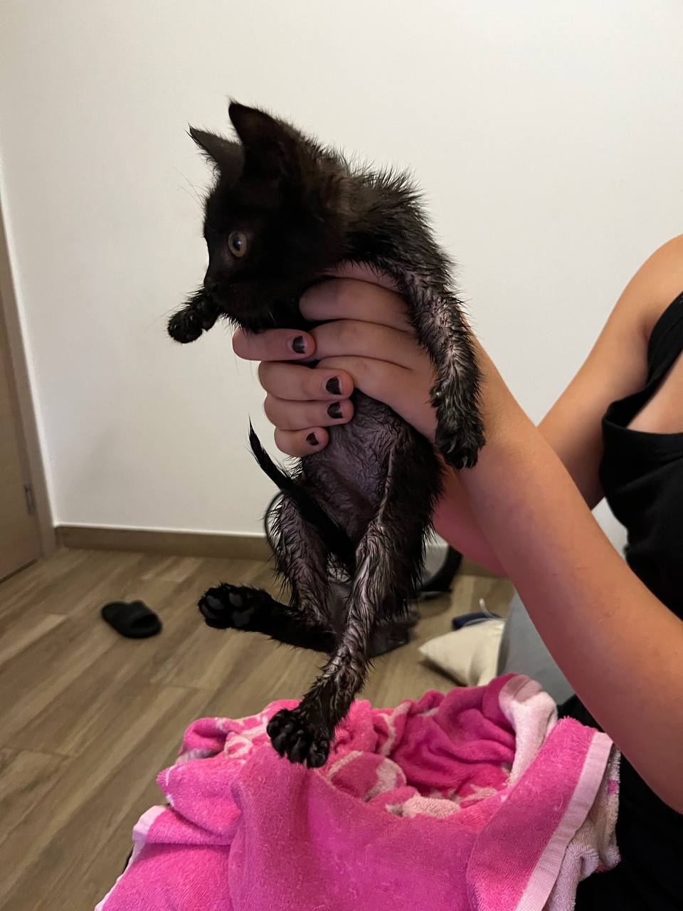Mače, ženka, veoma hitno traži dom